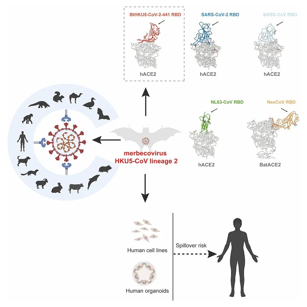 Trung Quốc phát hiện virus corona mới ở dơi có cơ chế lây giống Covid-19